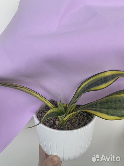 Сансевиерия Систер Твистер, Голден Баннер, Денис