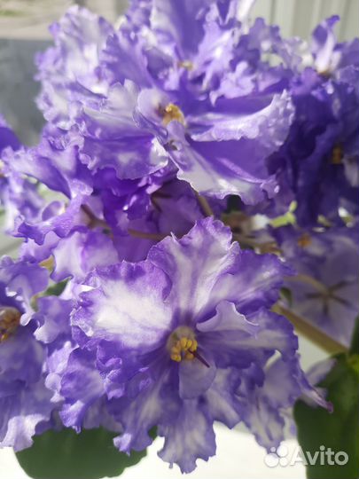 Листик фиалки