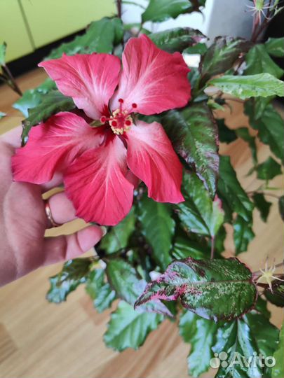 Гибискус купера вариегантный