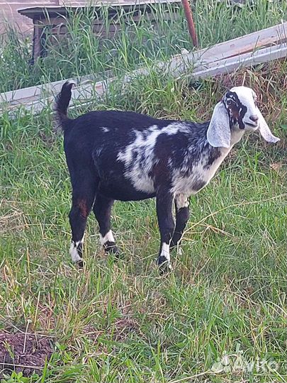 Англо нубийские козлята