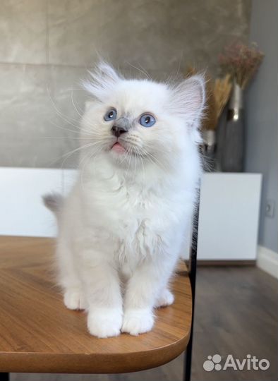 Мальчик рэгдолл Tyson