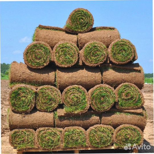 Рулонный газон / газон под ключ