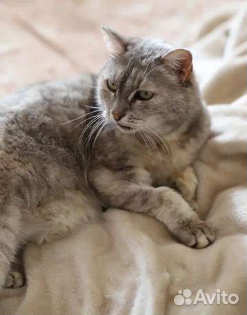 Кошка в добрые руки