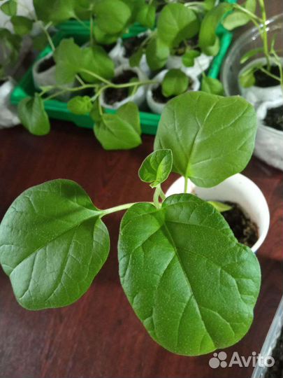 Рассада низкорослых томатов и баклажанов