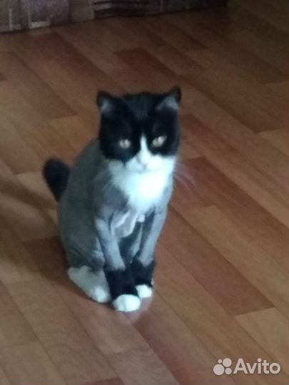 Стрижка котов и кошек+ стрижка когтей