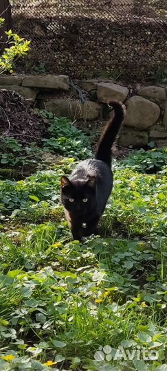 Кошка чёрная