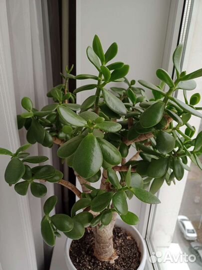 Толстянка, денежное дерево