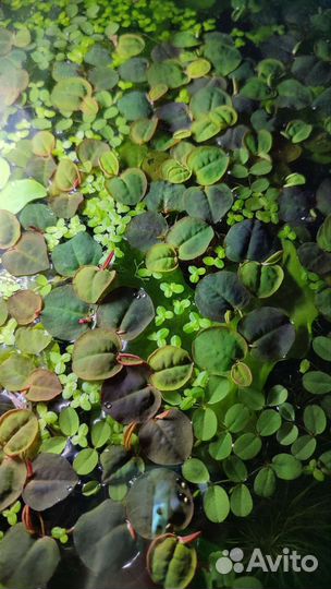 Аквариумные растения и карликовые лягушки