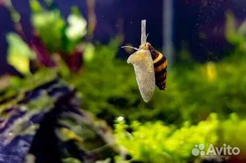 Улитка хилена