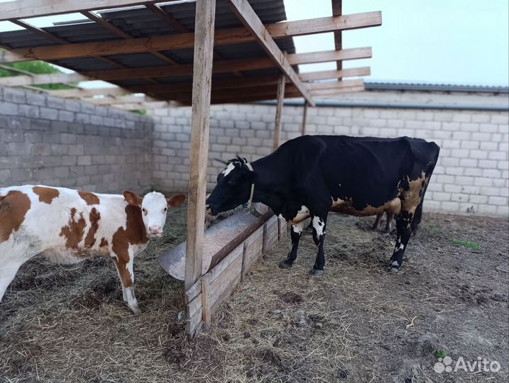 Коровы дойные