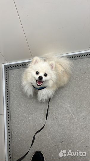 Вязка шпиц мальчик