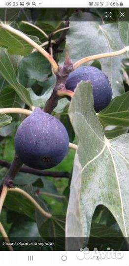 Саженцы инжира