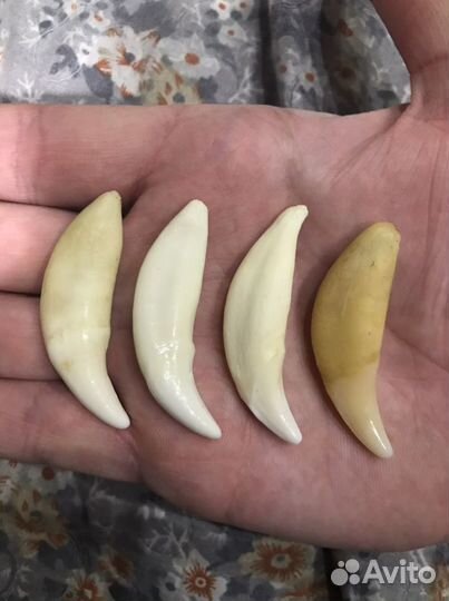 Зуб волка, клык волка