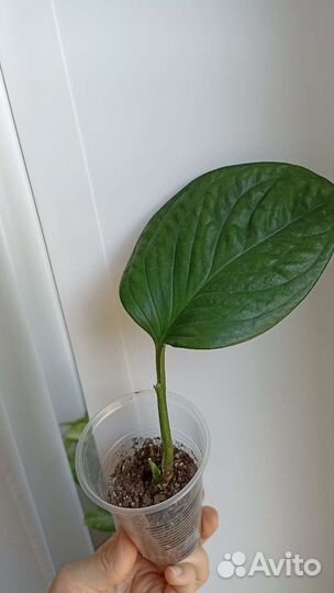 Эпипремнум монстера