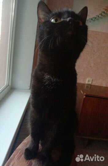 Кошка в дар бесплатно