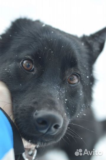 Щенок с трассы в добрые руки