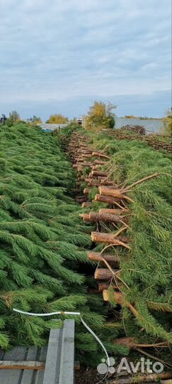 Сосна (елка) Новогодняя