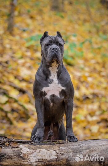 Кане корсо вязка