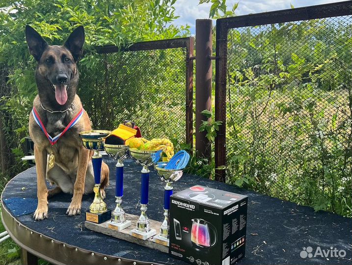 Дрессировка в Курске и области