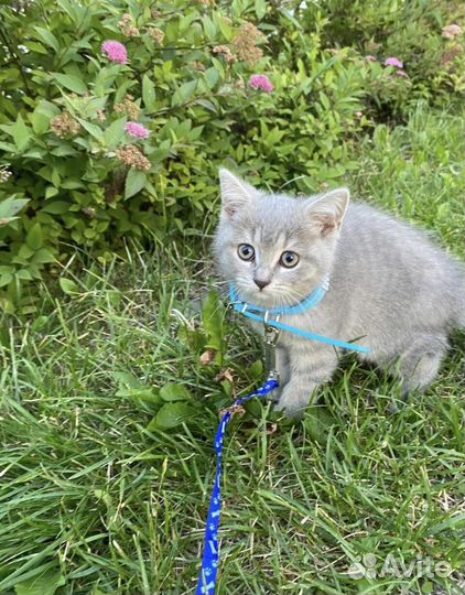 Шотландский котик