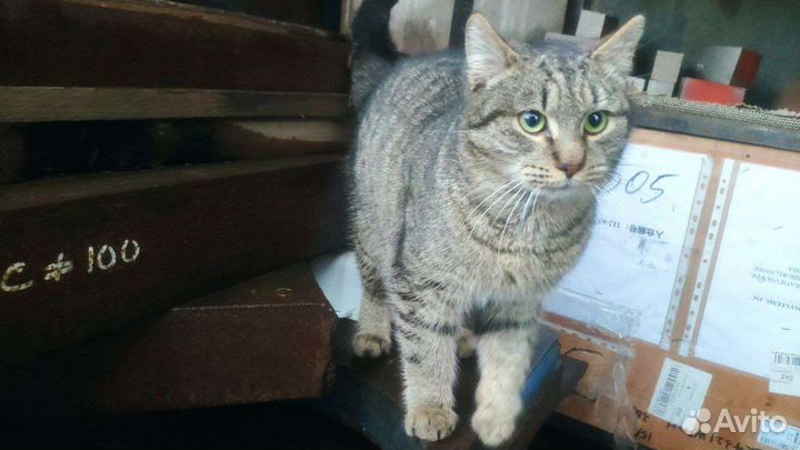 В добрые руки Молодой Котик