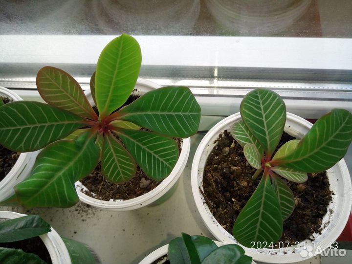 Комнатное растение Молочай