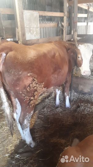 Быки и телки на мясо