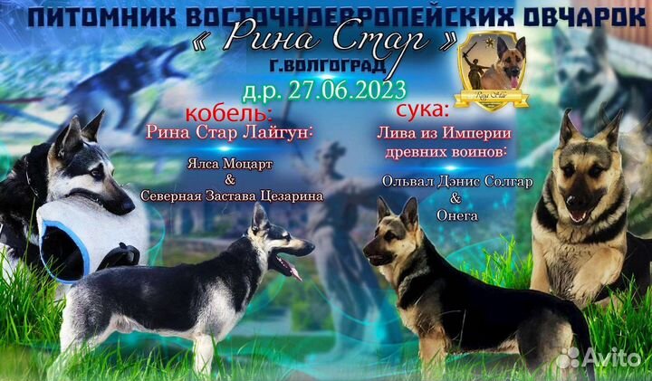 Щенки вео