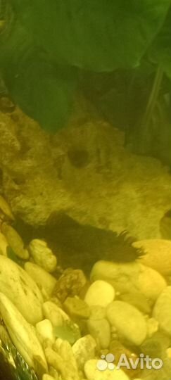 Аквариумные рыбки сомики