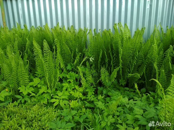 Растения для сада