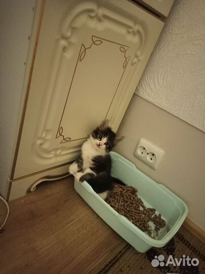 Котята