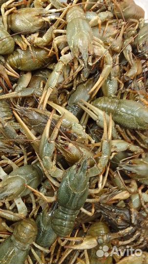 Раки доставка по Московской области