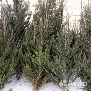 Ель 1м - 1,5м оптом и в розницу