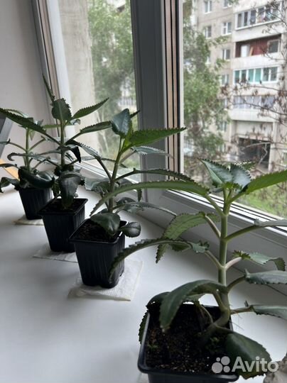 Каланхоэ лечебное живородящее чихательное