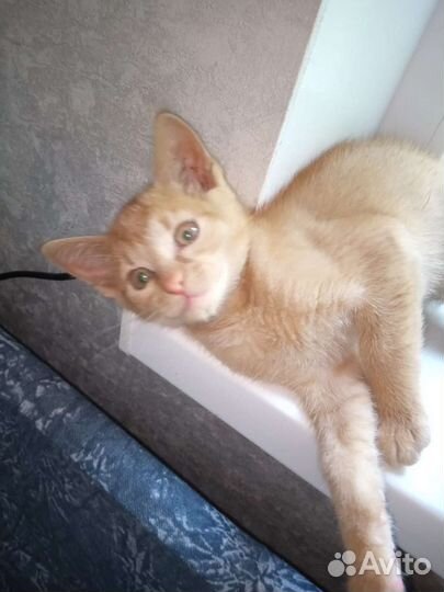 Котенок в добрые руки