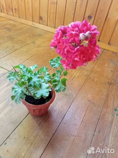 Пеларгония Лиа Ромео куст