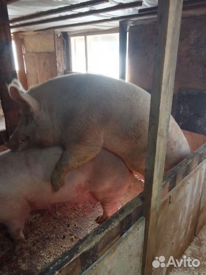 Хряк производитель