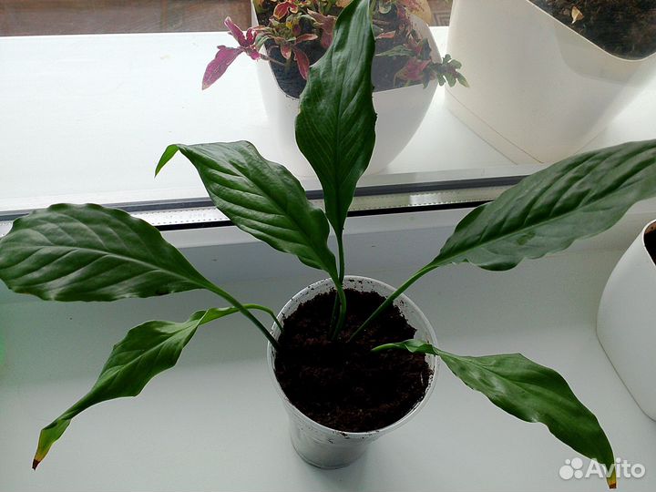 Спатифиллум женское счастье