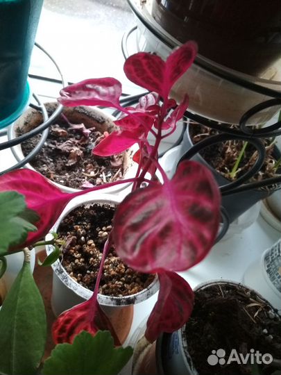 Цветы ирезине