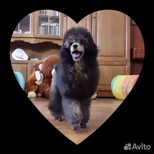 Щенки пуделя