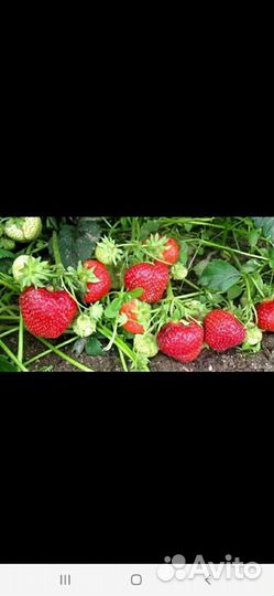 Рассада ремонтантной клубники