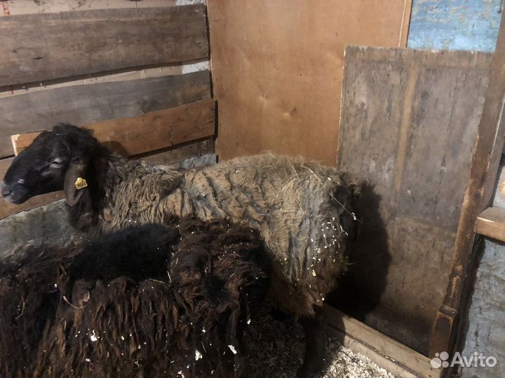 Курдючный баран на племя