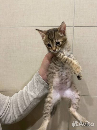 Котенок девочка