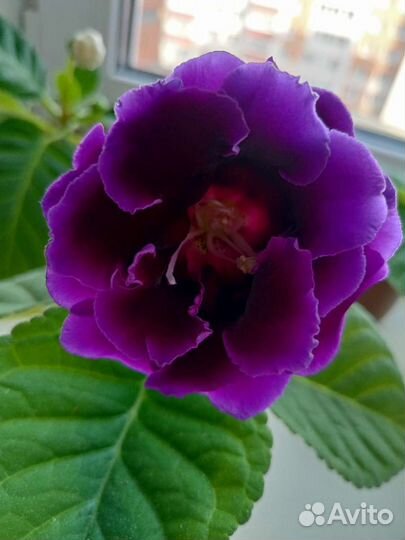 Глоксиния сортовая лист на срез, укорененные лист