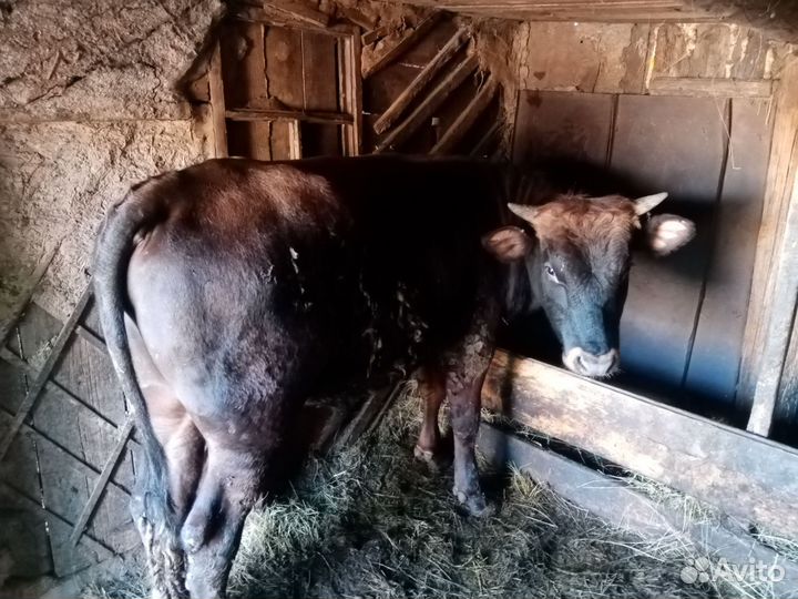Продам 3 быка