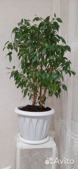 Фикус бенджамина