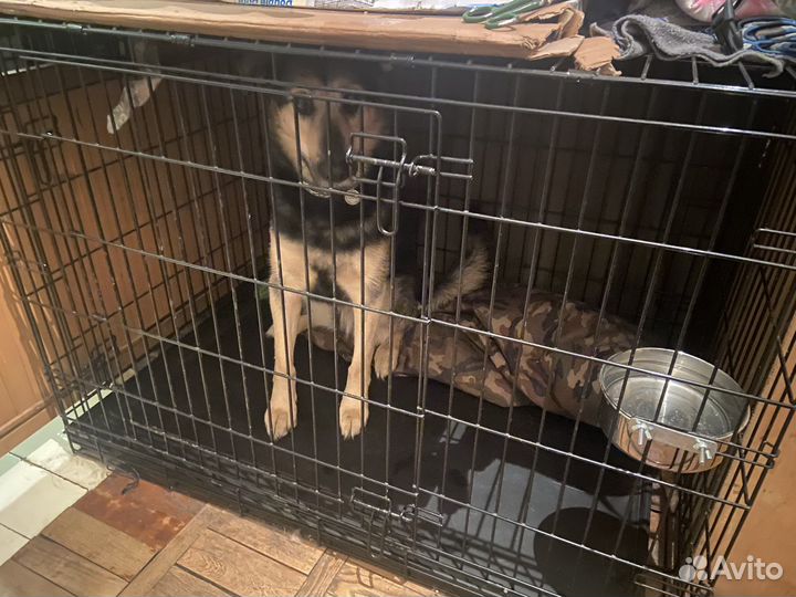 Добрейшая воспитанная собака