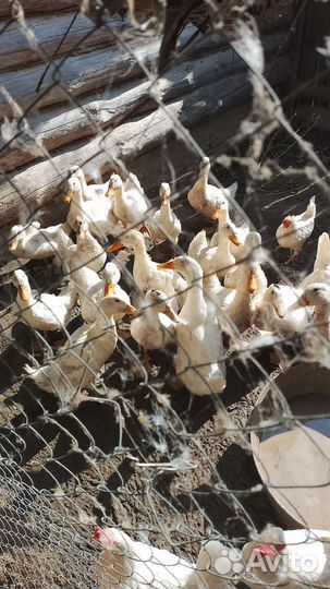 Утки мулард и ст5