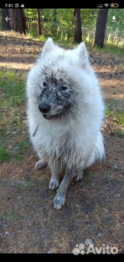 Самоед 6 лет берём щенка