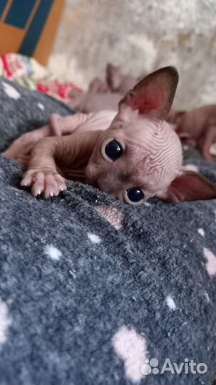 Канадский сфинкс котенок